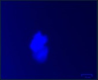 Hoechst 33342 nuclear staining of the recovered cells